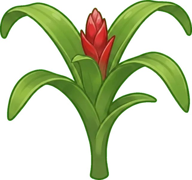 Guzmania: Tomurcuk