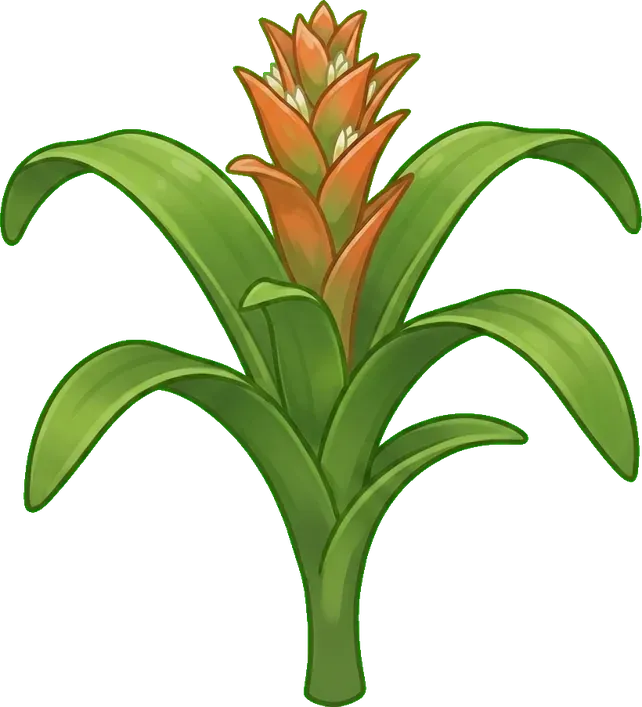 Guzmania: Açıyor